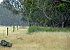 Hunting Australia - 2014 Fallow and Red deer hunts available-heading-cover.jpg