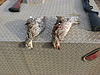 ***Pheasant Hunting in South Dakota***-byrum-s-pictures-025.jpg