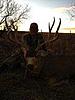 Colorado Archery Mule Deer Hunts-coloradomuledeer7.jpg