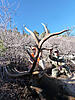 Colorado Archery Elk Hunt - treestand/spot and stalk-coloradoelk9.jpg