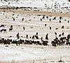 Great cow elk hunt, private land vouchers-cow-elk-herd.jpg