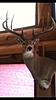 Trophy Alberta whitetail hunts-image.jpg