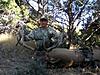 Archery Elk Hunts - Colorado-coloradoelk1.jpg