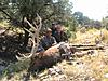 Colorado Archery Elk Hunts - 2015-coloradobullelk5.jpg