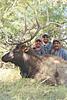 Colorado Archery Elk Hunts - 2015-coloradobullelk4.jpg