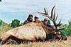 Colorado Trophy Elk Hunts-coloradorifleelk.jpg