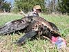May Turkey Hunts in Kansas-paws-bird.jpg