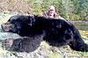 Alberta Bear Hunt - 2 bears with Free Wolf-black-bear.jpg