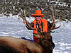 Colorado Rifle Elk Hunts - 4th Season-coloradoelk4.jpg