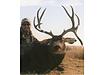 Colorado Archery Mule Deer Hunts-coloradomuledeer1.jpg