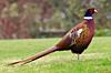 ***Pheasant Hunting and Walleyes in South Dakota***-pheasant1.jpg