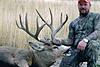 Colorado Trophy Mule Deer Hunt w/Voucher - Rut Hunt-muledeerbuck3.jpg