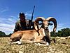 41 inch Transcaspian Urial we took over the weekend!!-unnamed.jpg