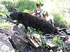 Fall 2016 New Mexico Black Bear Hunt with Hounds-12654669_1043132035729332_3821587915215350862_n.jpg