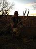 Colorado Rifle Mule Deer Hunts-coloradomuledeer7.jpg