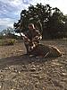 South Texas EXOTICS/Rams/Hogs - rifle or bow. Beautiful ranch ! Great prices !!!!!!!-4.jpg