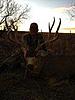 Colorado Trophy Mule Deer Rifle Hunt-coloradomuledeer7.jpg