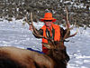 Colorado Rifle Elk Hunts-coloradoelk4.jpg
