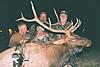 Colorado Archery Elk Hunt-coloradobullelk3.jpg