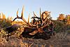 Colorado Archery Elk Hunt-coloradoelk5.jpg