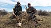 Colorado Archery Mule Deer Hunt w/Voucher-coloradomuledeer15.jpg