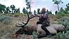 Trophy Elk Hunt in Utah-elk-4.jpeg
