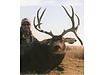 Colorado Trophy Mule Deer Rifle Hunt-coloradomuledeer5.jpg