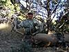 Colorado Archery Elk Hunt-coloradoelk1.jpg