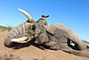Elephant Hunt Namibia U$ 30,000. 2017 only-elephanttm.jpg