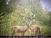 Guided Deer &amp; Hog Hunts - Limited spots available-img_2790.jpg