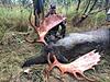 Alaska Trophy Moose Hunt-img953479.jpg