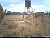 SW Kansas Whitetail or Mule Deer Hunts-i__00111.jpg