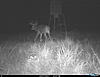 SW Kansas Whitetail or Mule Deer Hunts-i__00338.jpg