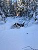 Guided snowshoe hare hunts  in Maine-03c3ea81-adf5-4fb4-b012-dc57974f8c9d.jpeg