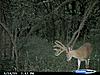 Kansas guided Bow hunts-cdy_0003.jpg