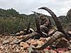 Ibex hunting in Spain - Gredos, Beceite, Sierra Nevada and Ronda Ibex-img-20180220-wa0007.jpg