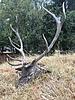 Mountain Red Stag hunting in Bulgaria-elen-4.jpg