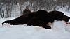 Brown bear hunting in Kamchatka-img-20180505-wa0000.jpg