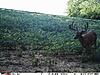 2018 Illinois Archery Hunts-7e1891a8-444f-4c89-b969-f0ab315420c1.jpeg