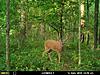 2018 Midwest Illinois Archery Hunts-5d74fd84-5a22-45e2-9681-d8b15e3c3e0f.jpeg