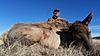 2019 New Mexico Cow Elk Private Land-40946785_1993306757387637_8987606009073631232_n.jpg