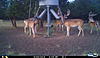 Whitetail Deer Hunts-i__00044.jpg