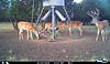 Whitetail Deer Hunts-i__00058.jpg