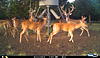 Whitetail Deer Hunts-i__00220.jpg