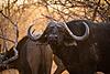 Hunting in Africa with Greater Kuduland Safaris-buffalo-4.jpeg
