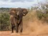 Hunting in Africa with Greater Kuduland Safaris-elephant.png