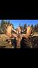 Alberta Moose/Whitetail combo-5ddb0b7b-.jpg