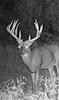 Kansas Archery/Rifle Deer Hunting-screenshot_20190924-114048_gallery.jpg