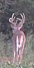 Kansas Archery/Rifle Deer Hunting-screenshot_20190904-202422_covertwireless.jpg