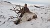 Musk-ox and Caribou Program 2021/2022-75289395_2420527534832537_5775127555799515136_o.jpg